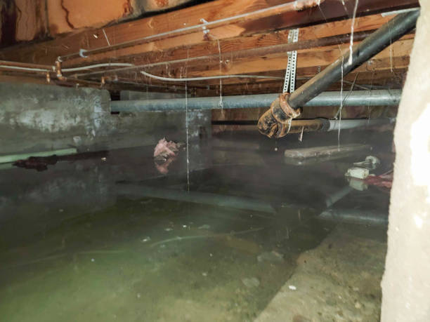 Best Water damage restoration process  in High Rolls, NM