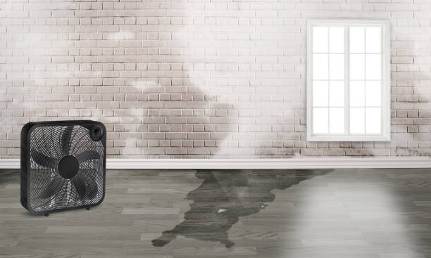 Best Water damage restoration specialists  in High Rolls, NM